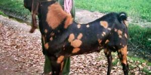 Sirohi Goat