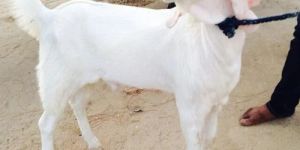 Sojat Goat