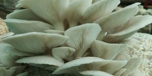 Oyster Mushroom