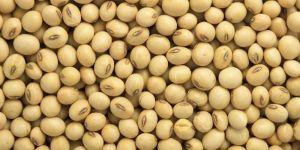 Soybean