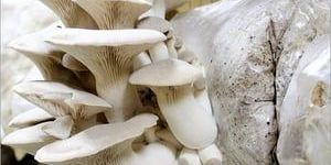 Fresh Button Mushroom