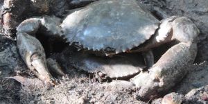 Mud Crab