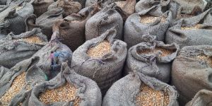 Animal Feed Yellow Maize Seeds