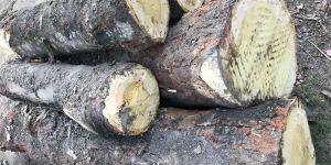 Jackfruit Logs Wood