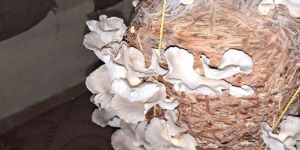 Fresh Oyster Mushroom