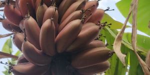 Red Banana