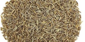 Cumin Seeds