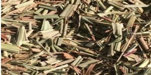 Lemon Grass
