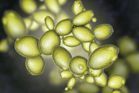 Saccharomyces Boulardii 20bc/g