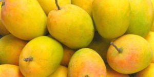 Fresh Alphonso Mango