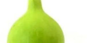 Fresh Round Bottle Gourd