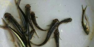 Pangas Fish Seeds
