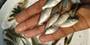 Tilapia Fish Seed