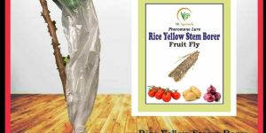 rice yellow steam & fruit borer pheromone trap & lure