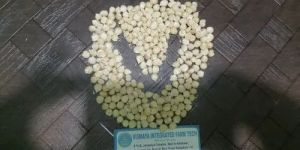 African Tall Maize Seeds