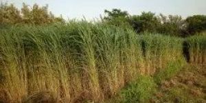 COFS 31 Fodder Seeds