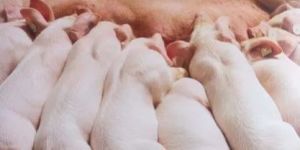 Piggery Shed Construction Services