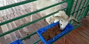 Wooden Floor Elevated Goat and Sheep Shed Construction Services