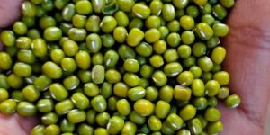 Moong Seeds