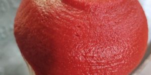 Tomato Pulp