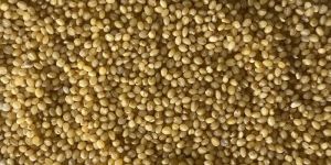 Brown Top Millet Seeds