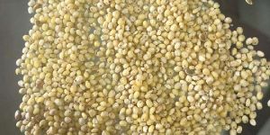 Proso Millet Seeds