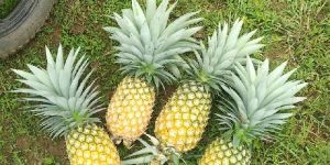Fresh Pineapple