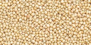 Sorghum Seeds