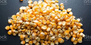 Yellow Corn