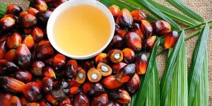 Palm Oil Seeds