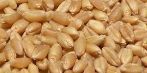 Wheat Seeds