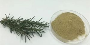 Rosemary Extract
