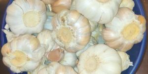Fresh Garlic