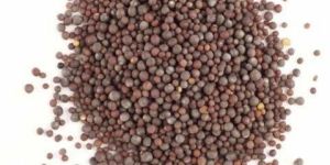 Mustard Seeds