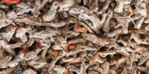 Dry Turmeric Coccha