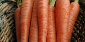 Fresh Carrot