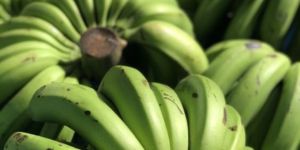 Green Cavendish Bananas
