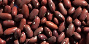 KIDNEY BEAN