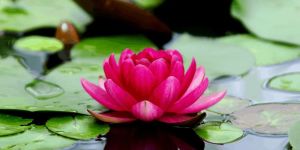 Lotus Flower