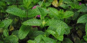 Mint Plant