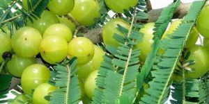 Organic Amla
