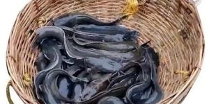 Black Magur Fish Seeds