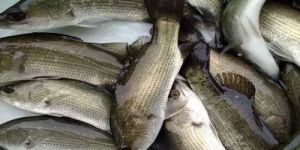 Grass Carp Fish Seeds