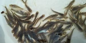 Pangasius Fish Seeds