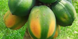 Fresh Papaya