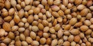 Brown Coriander Seeds