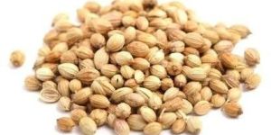 Hybrid Coriander Seeds