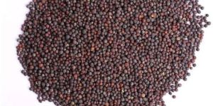 Mustard Seeds