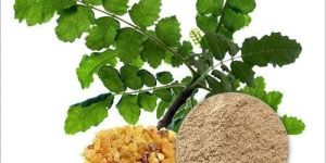 Boswellia Extract