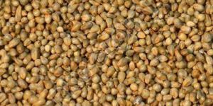 Bajra Seeds